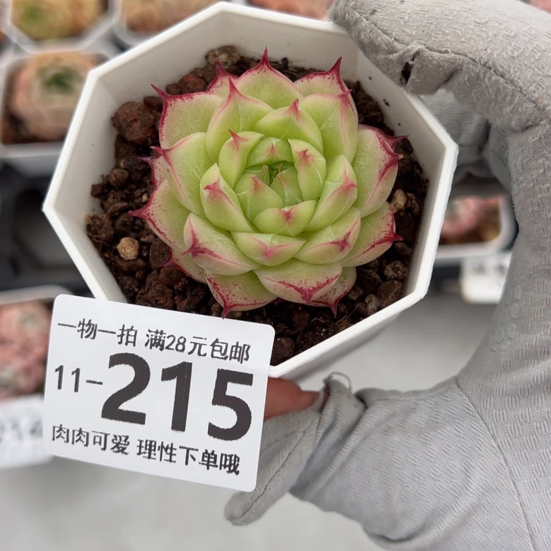 莲华多肉多肉多肉多肉