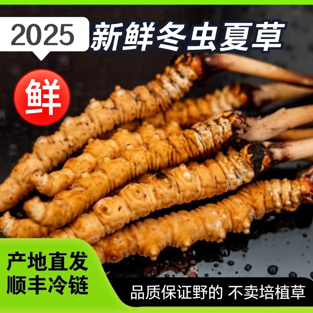 【供销专属08】精品中大草2025鲜虫草源头直发头茬新鲜冬虫夏草