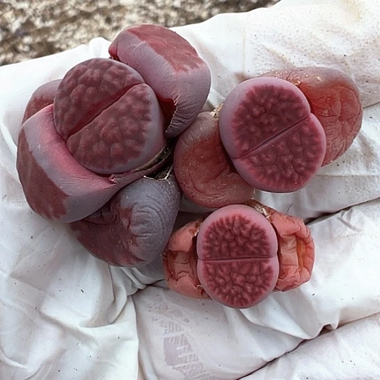 ゛**゛0564.专拍11111111