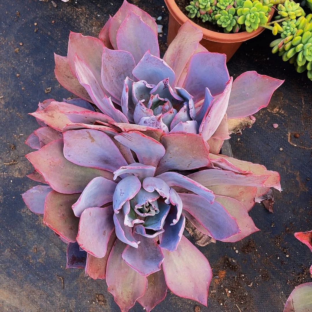 晚霞仙子2头特价19.8多肉