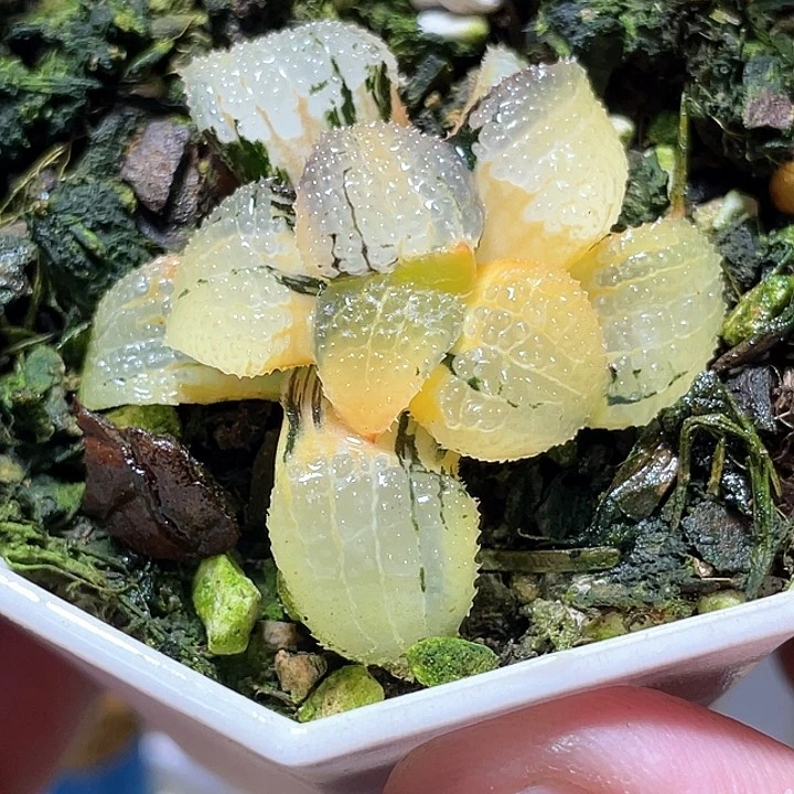 830天空之境錦一物一拍