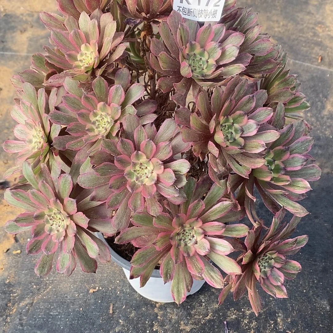 172粉黛多肉法师锦