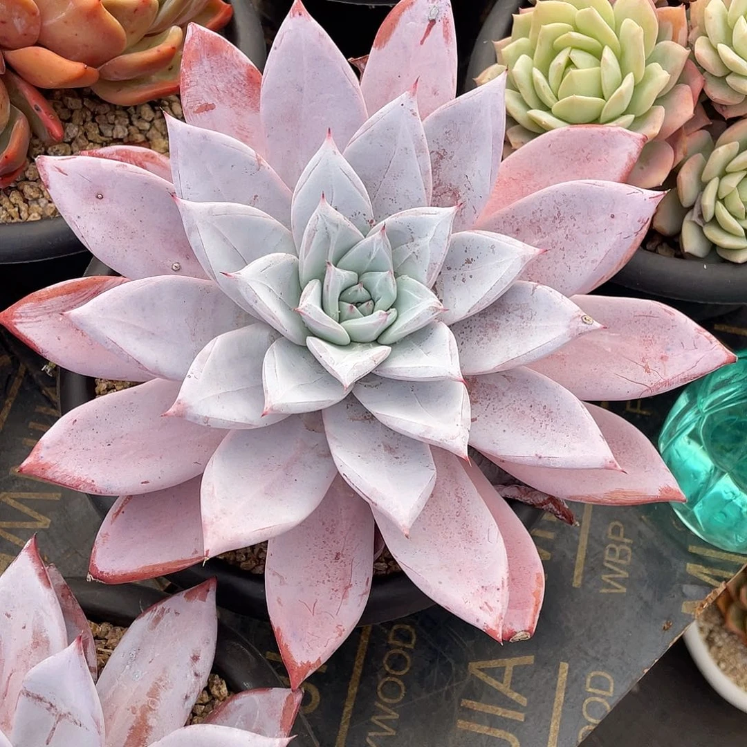 用***0多肉植物一物一拍