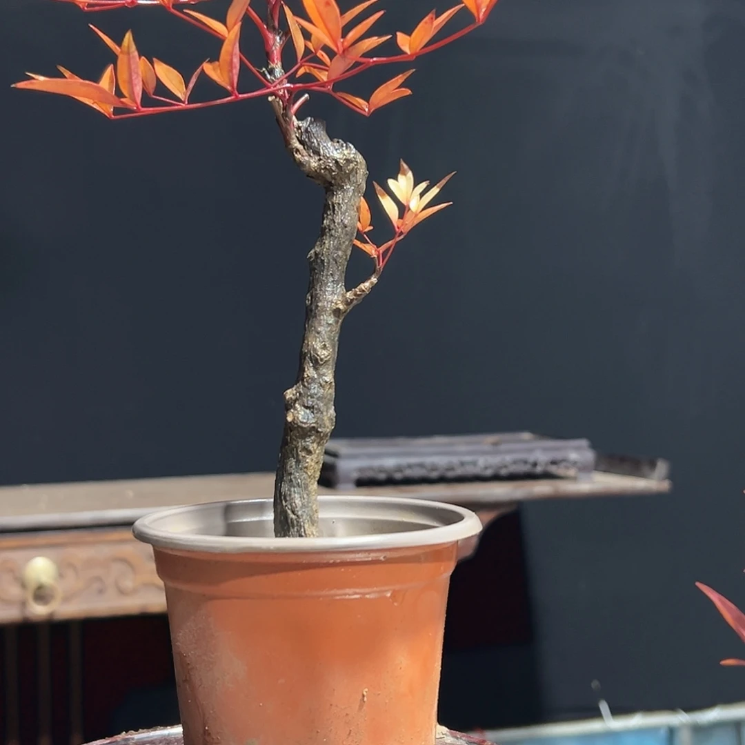 不开花植物0000000006