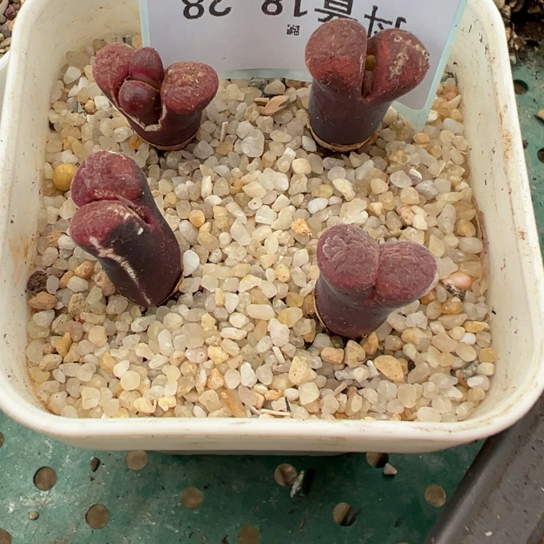 18-28肉锥多肉植物，