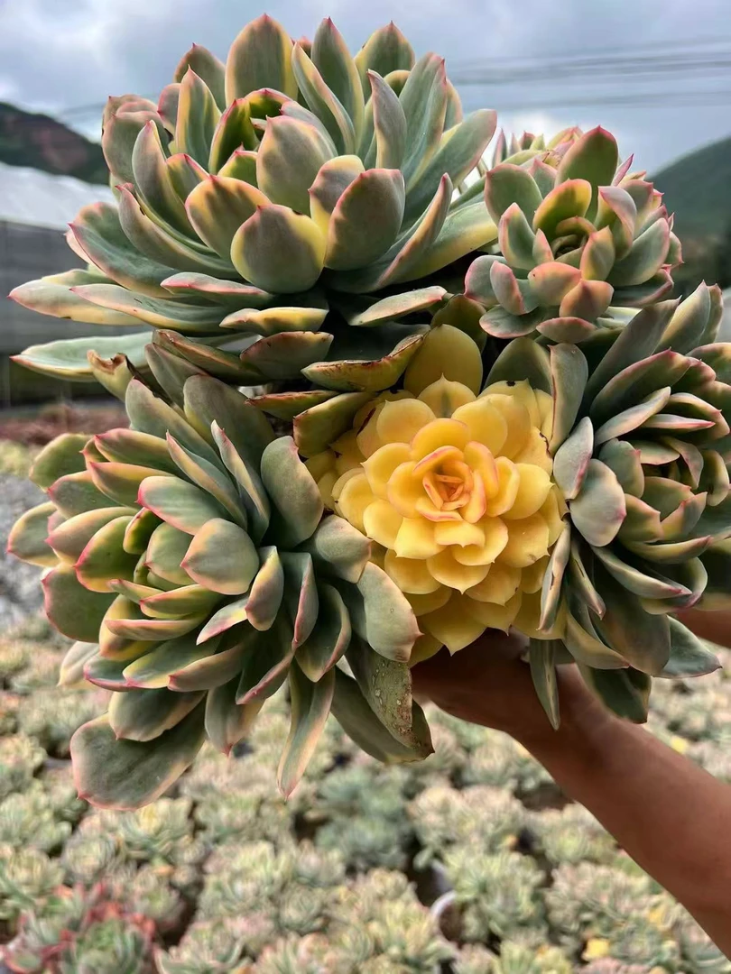 大绮箩锦多肉植物盆栽老桩好看好养适合新手露养