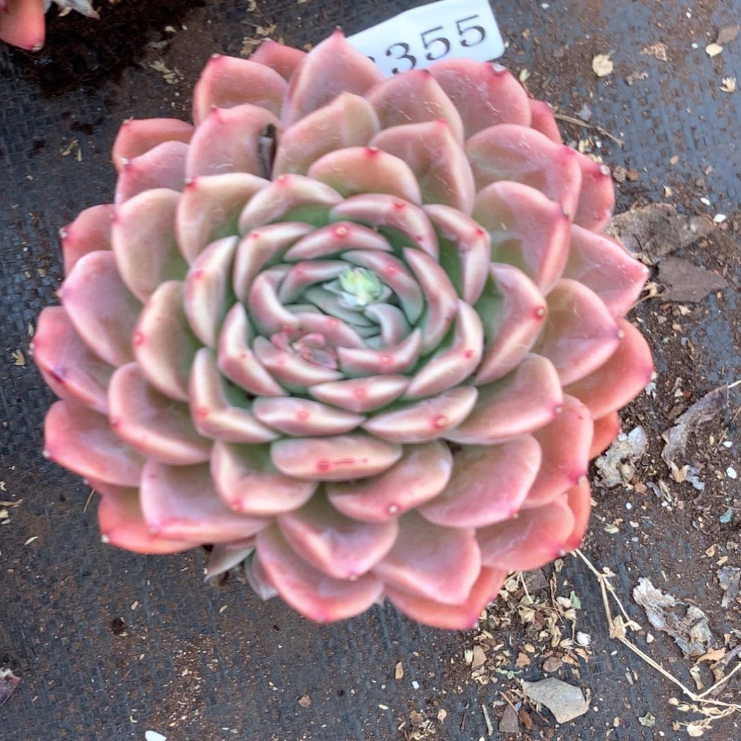 石**开3355杂交多肉植物基地