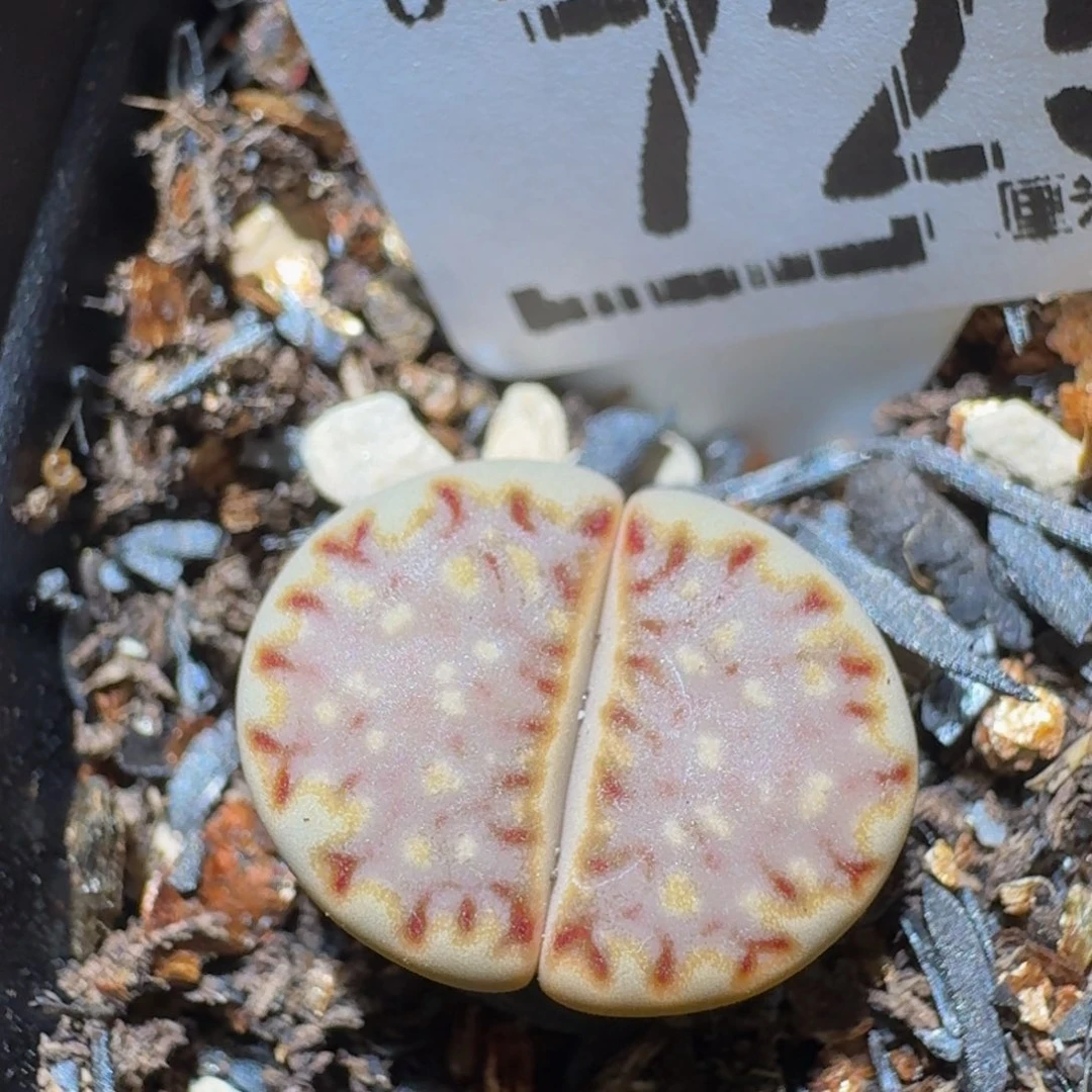 Zzzzz生石花肉锥725