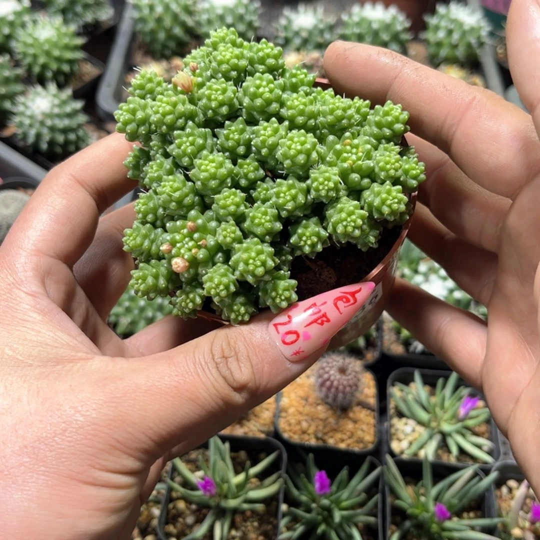 24436一物一拍单头发货
