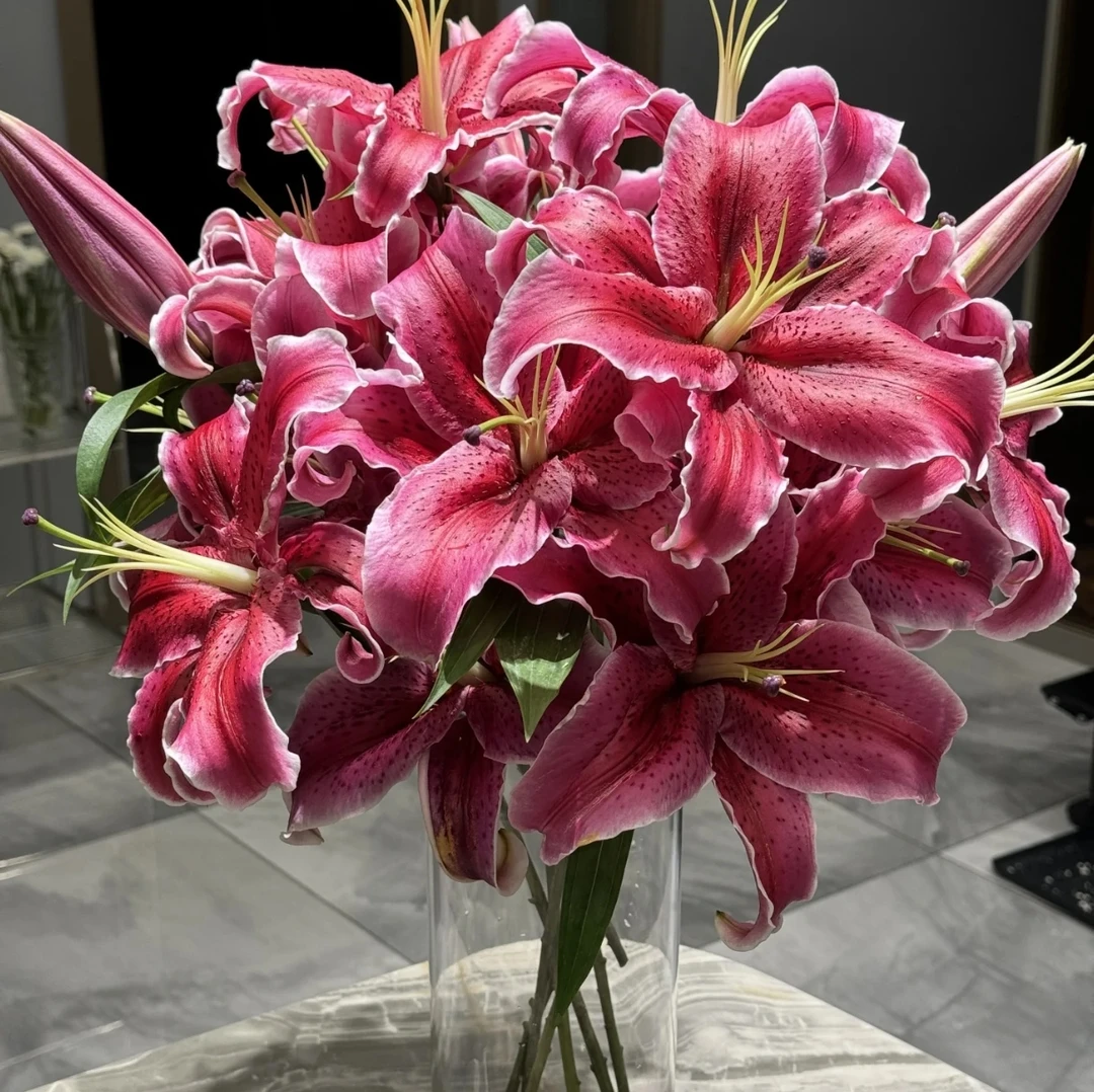 【黑美人单瓣】百合全店2单顺丰冷链包邮家居鲜花养护