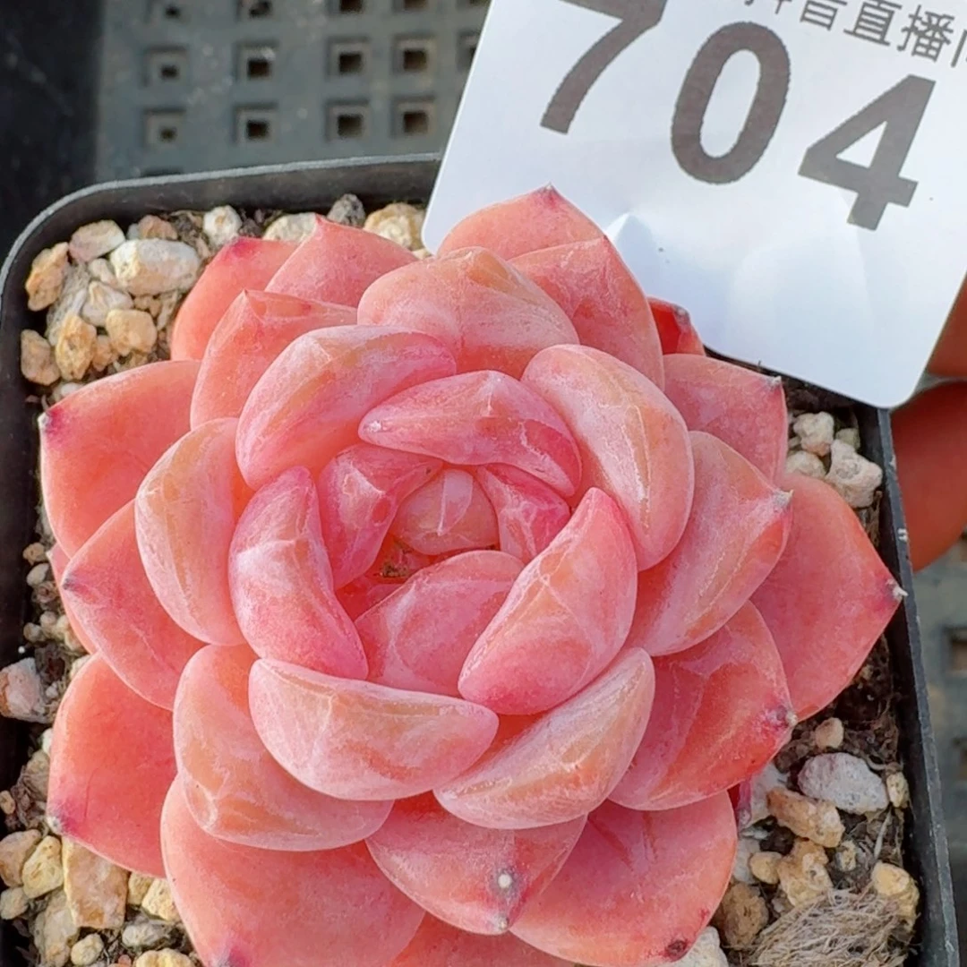 冰魄         精品多肉