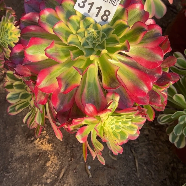 3118南天和有好巴多肉植物