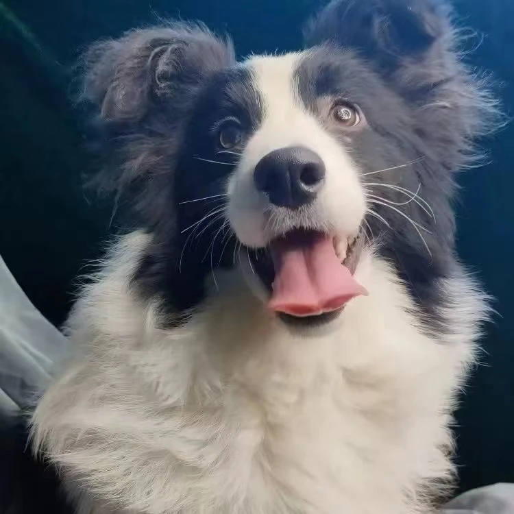 （韩森鼎鑫）T狗狗活体