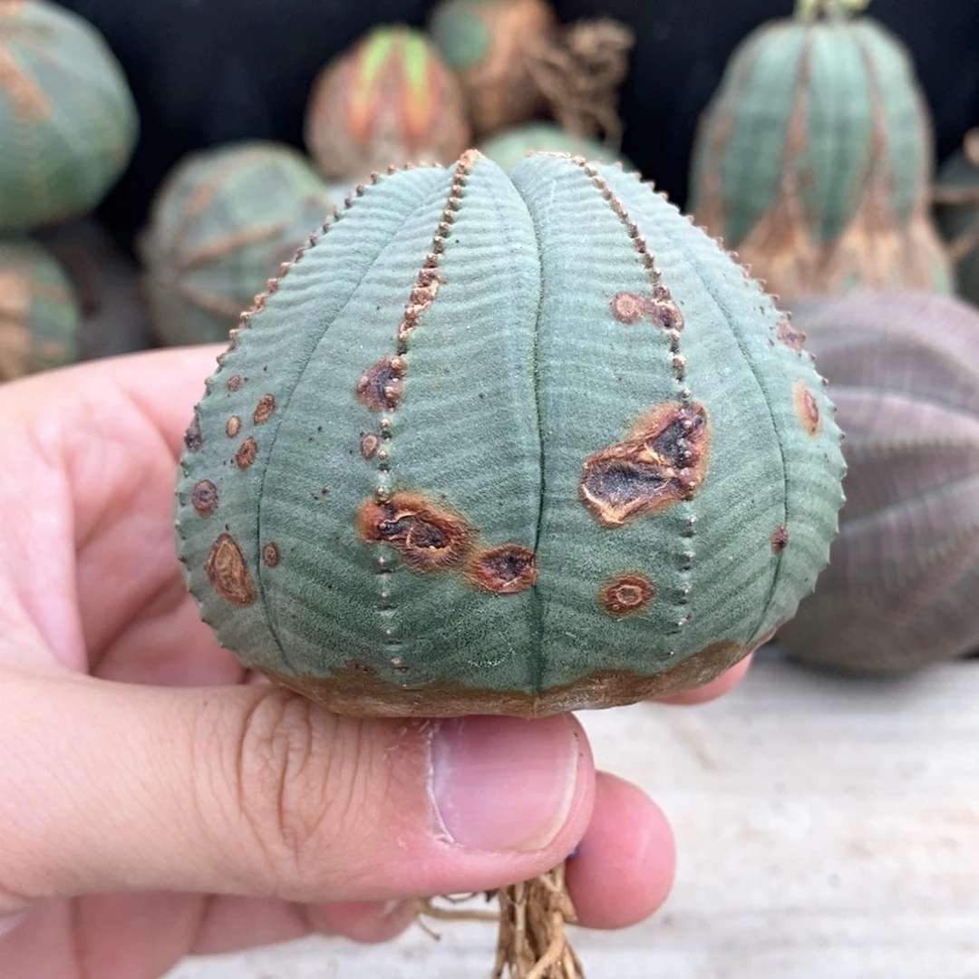 8 欧系实生布纹球多肉植物