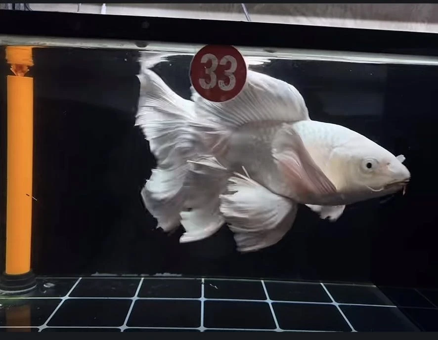 台湾蝴蝶鲤冷水观赏鱼长尾白锦鲤活体淡水鱼好养