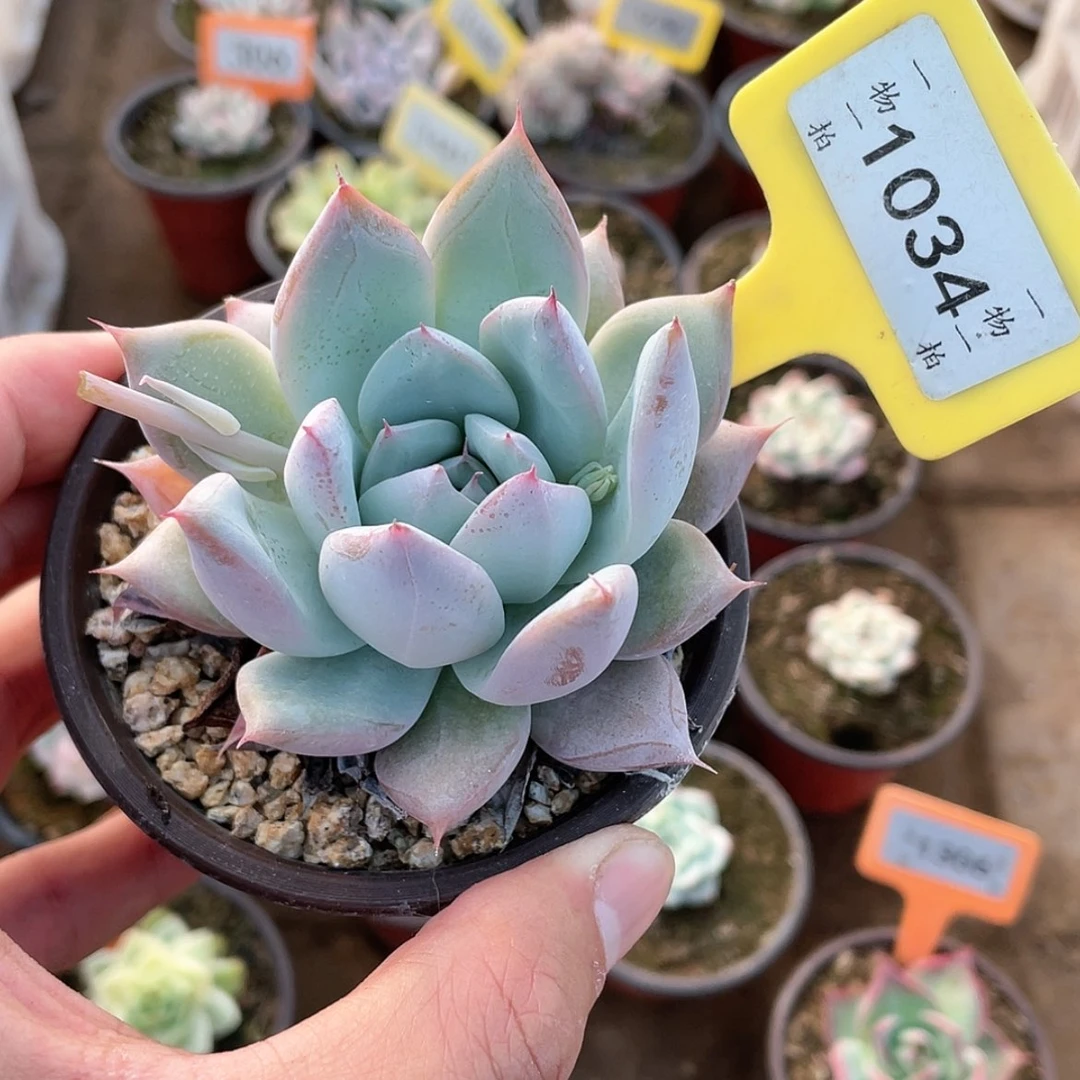 【闪购商品】1034号