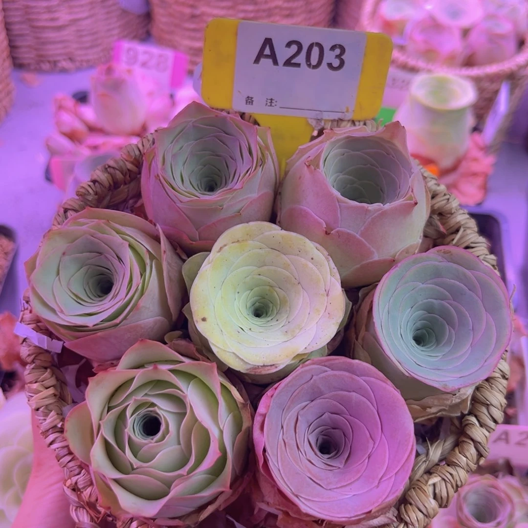 山地玫瑰一物一拍A203