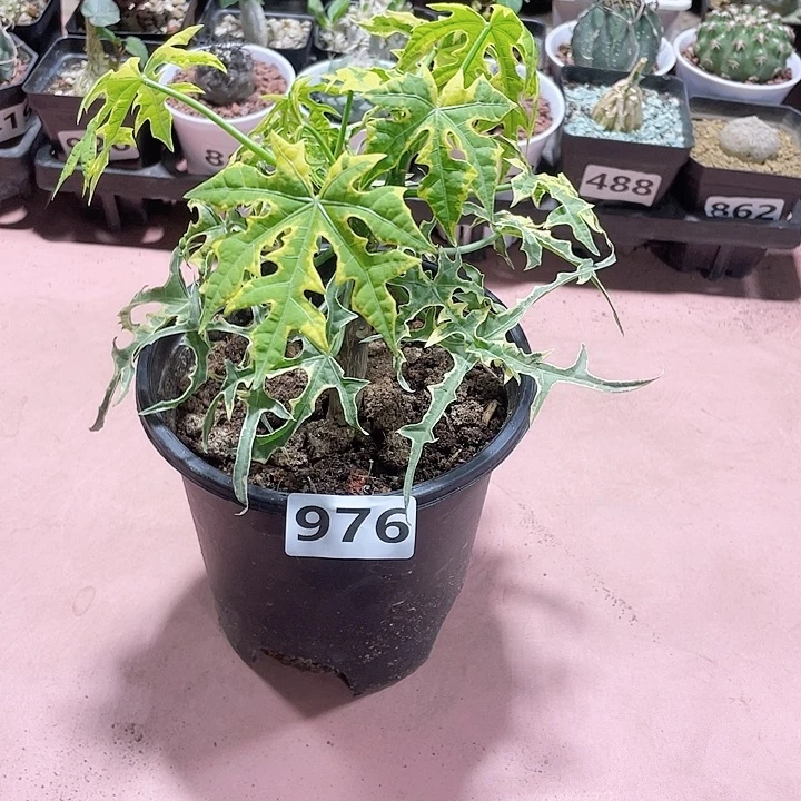 976大蓝枫锦麻风树