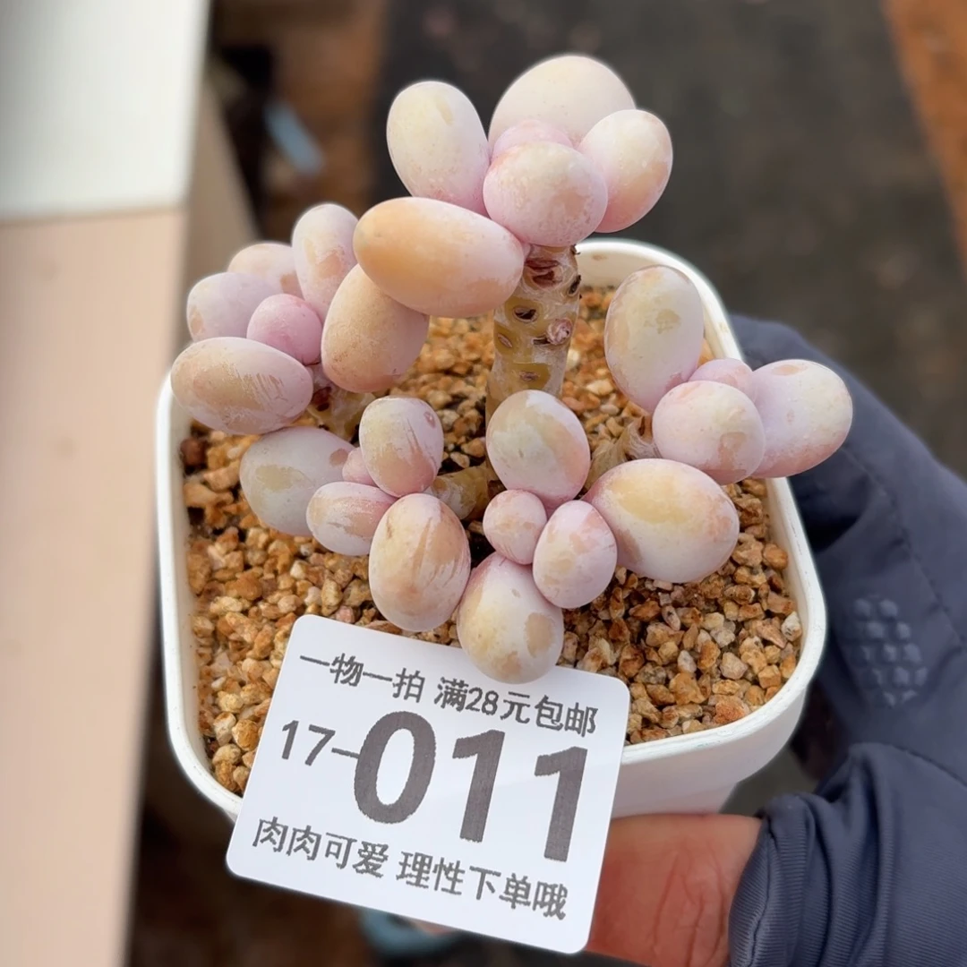 蛋黄奶无盆土发货谢谢