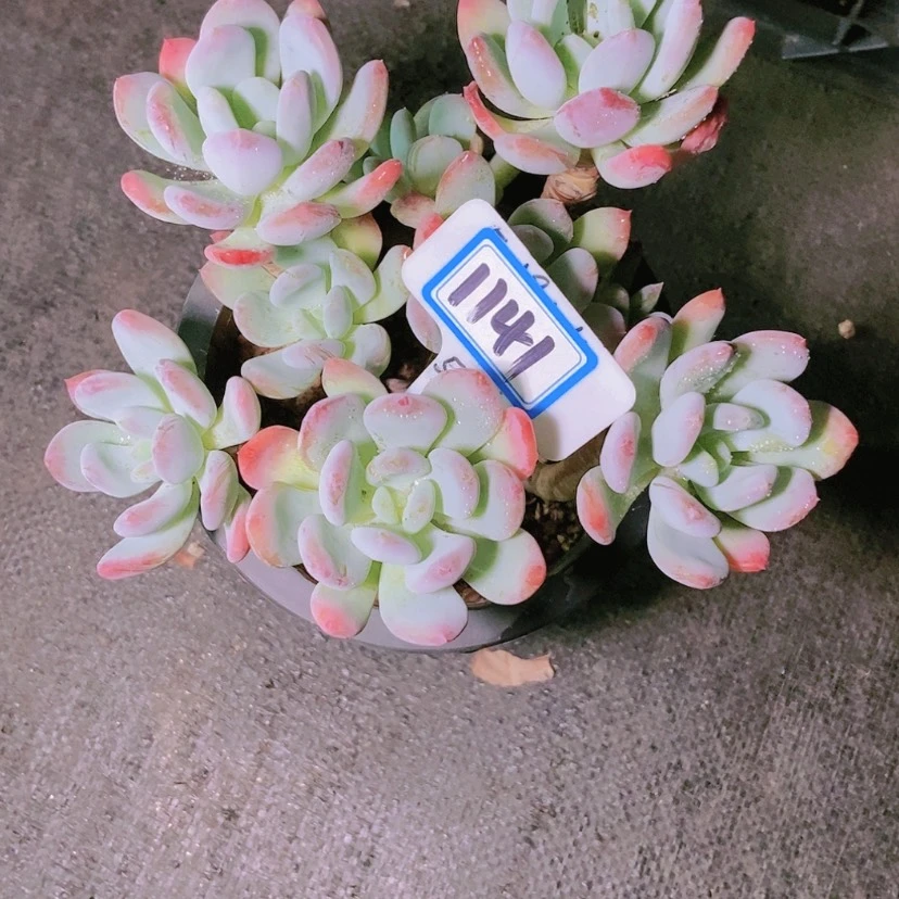 【闪购商品】蒙****郎1141