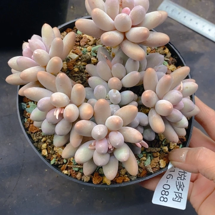 周*了夏悦多肉 0216-88汤圆