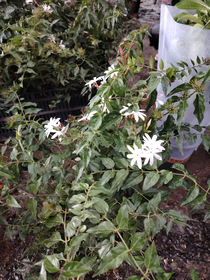 越南茉莉粉包茉莉盆栽耐热耐寒开花不断适合庭院阳台种植
