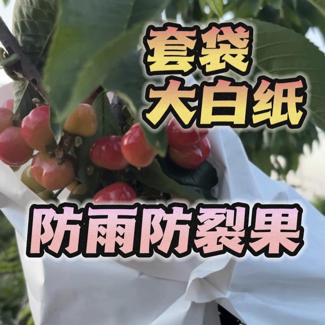 樱桃大白纸防雨防裂果