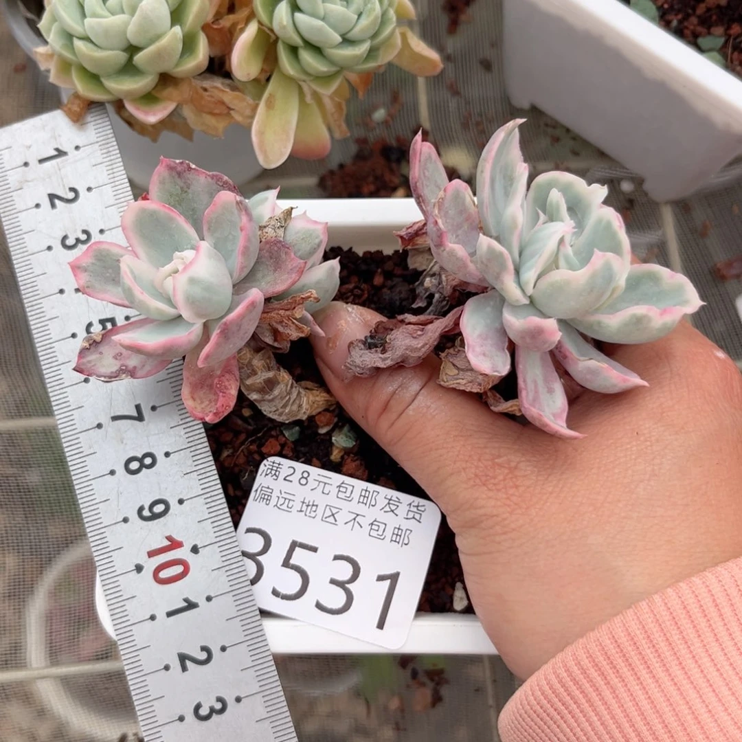 ?*?大3531）x b c b n m