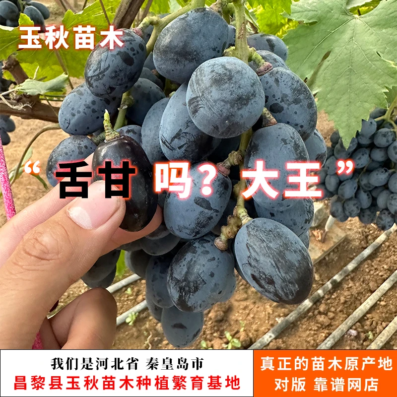 “晚熟 提子系列的 啥品种自己想”葡萄苗（看好再拍）【满29包邮】
