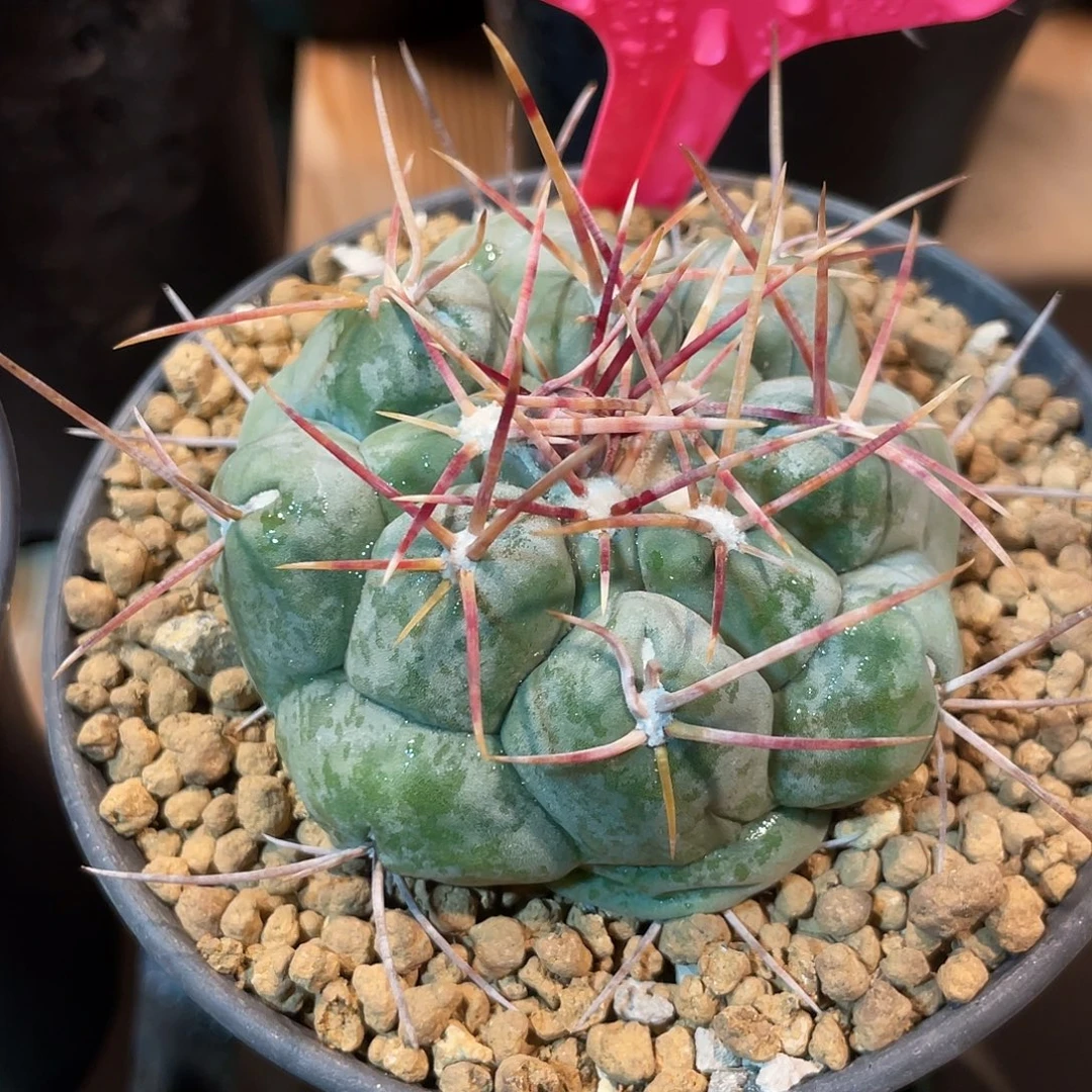 仙人球瘤玉属白肌天晃×绯冠龙
