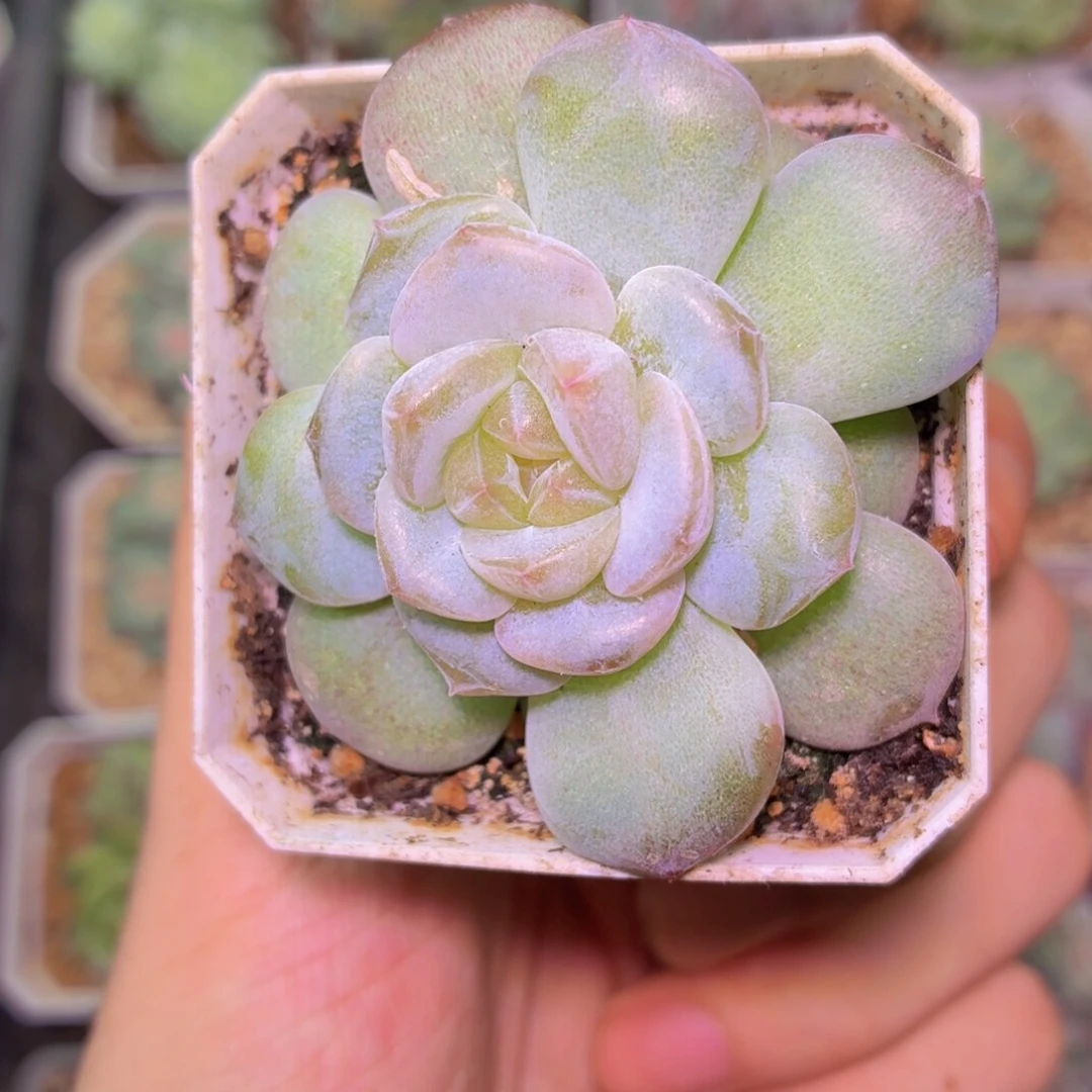 黄琥珀多肉植物链接