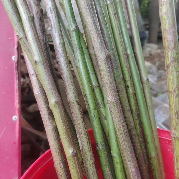 日本无刺蔷薇杆子嫁接月季花棒棒糖