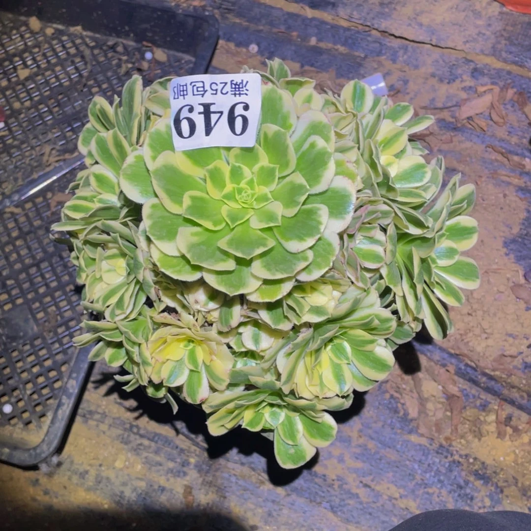 迈巴赫多肉植物949