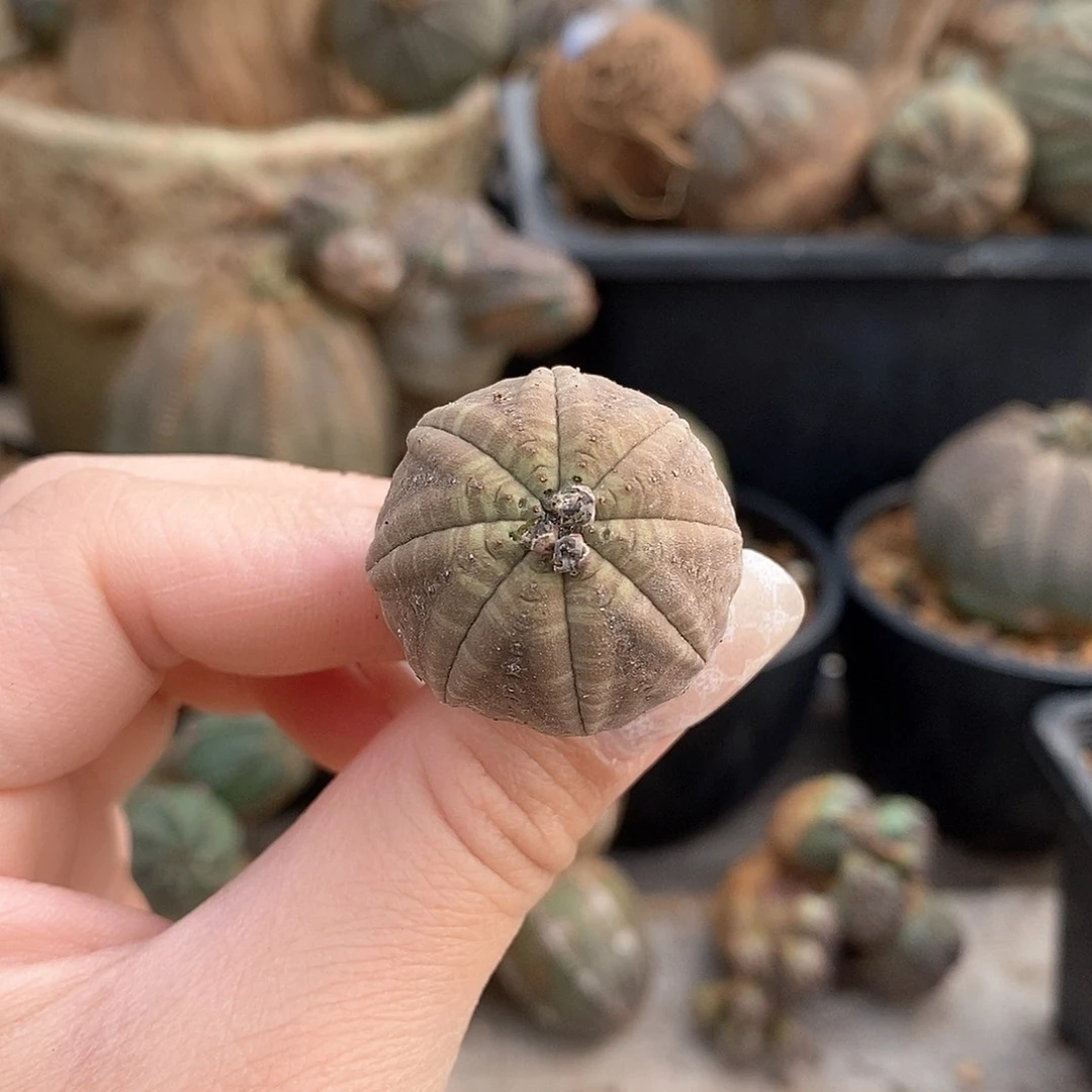 欧系实生布纹球多肉植物