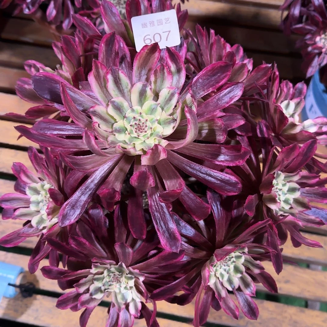 鲜****家多肉植物琉璃607