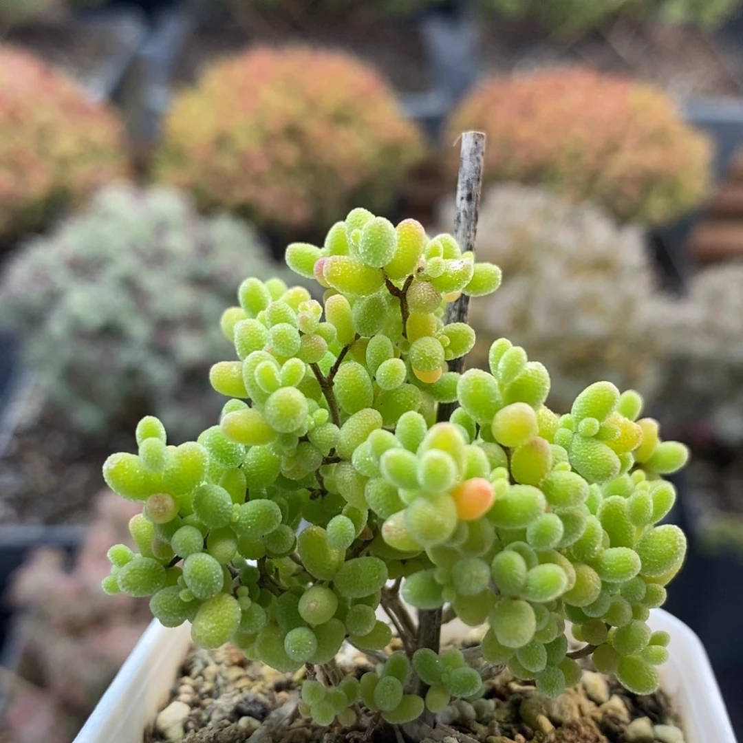 蜜橘糖球7425枝干番杏