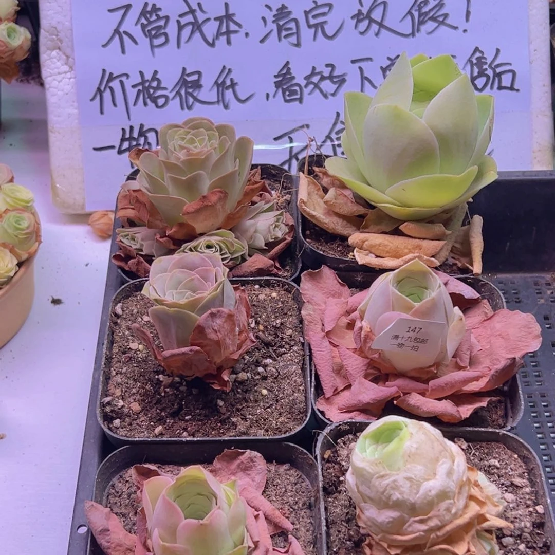 147 山地玫瑰一物一拍无售后