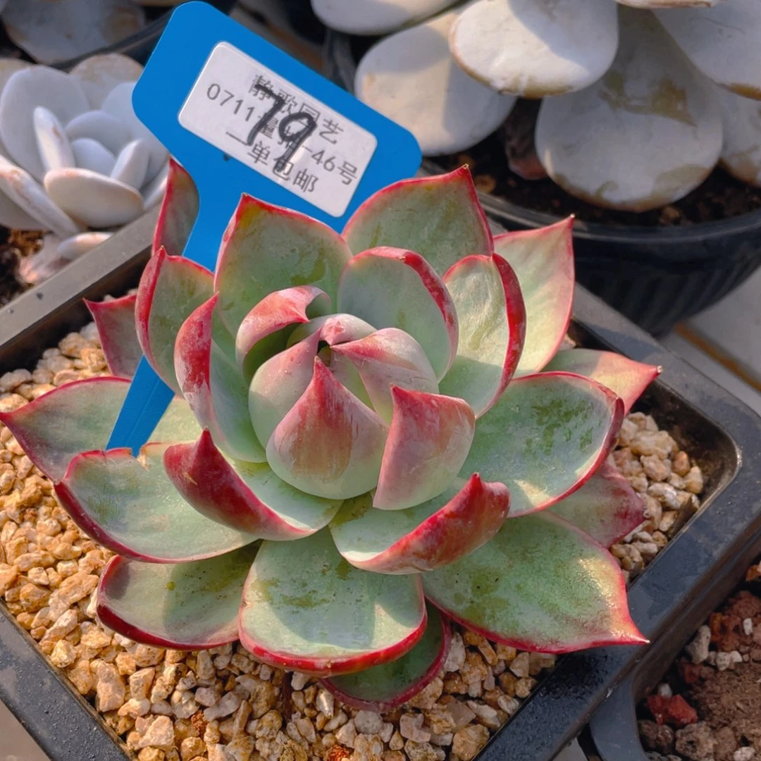 0717-79-大单头惊鸿仙子一颗量拍