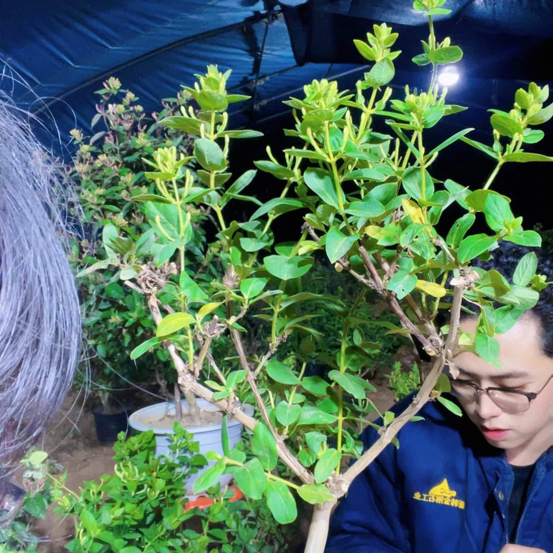 大部分花苞少量开放