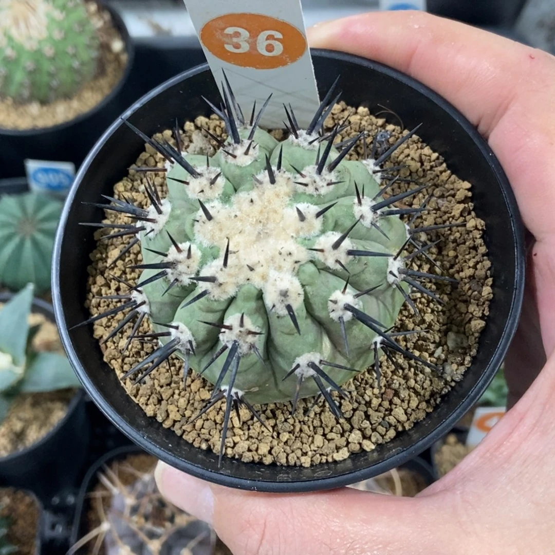 36黑王丸带盆带土发货