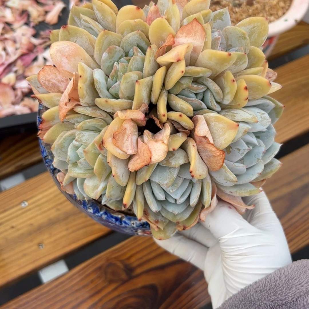 雪特自然群多肉植物