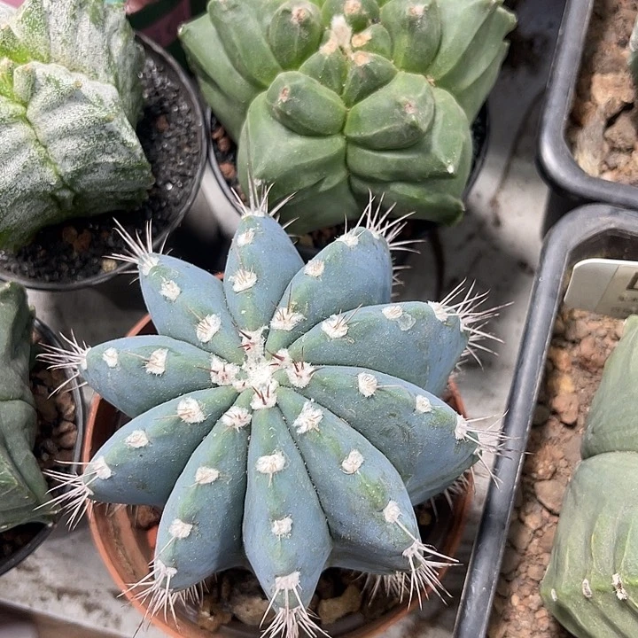 仙人球开花仙人球上