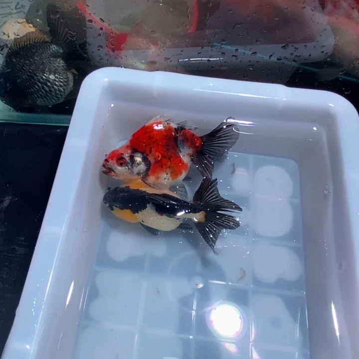 海水鱼精品泰狮两尾