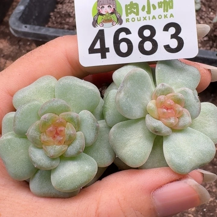 多肉植物多肉植物