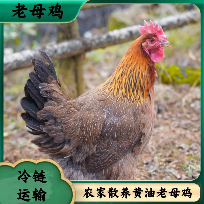 【农家土鸡】放养3年黄油老母鸡 2只毛重8斤多 净重共5斤 带内脏