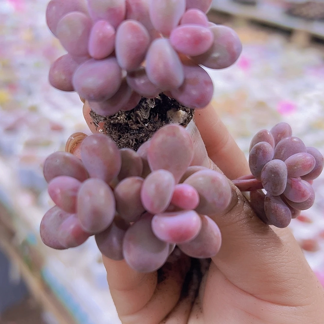 双头糖果桃蛋11个19包邮