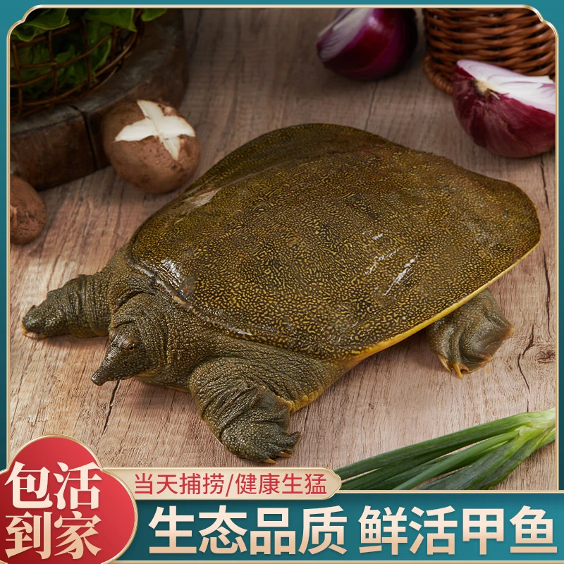 5只外塘甲鱼 共6-5斤稻田生猛甲鱼青黄背黑花水鱼中华鳖包活到家