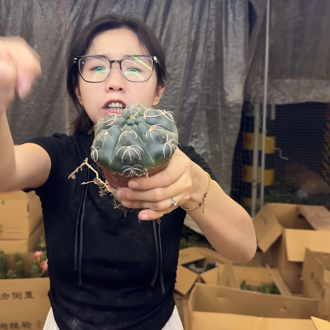实生高木海王1颗9.99
