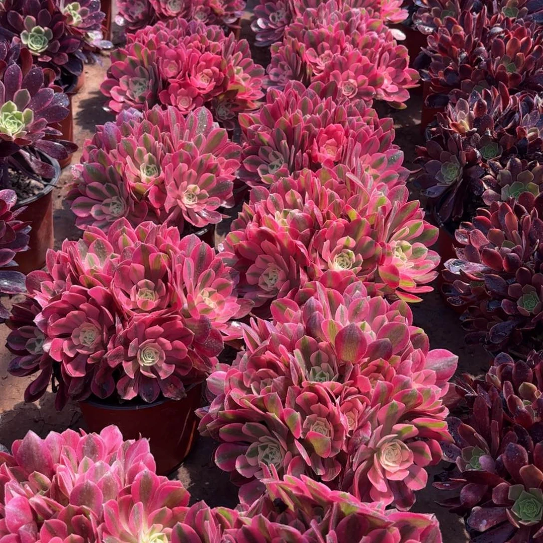 七彩石9.9绣球9.9法师多肉嫩