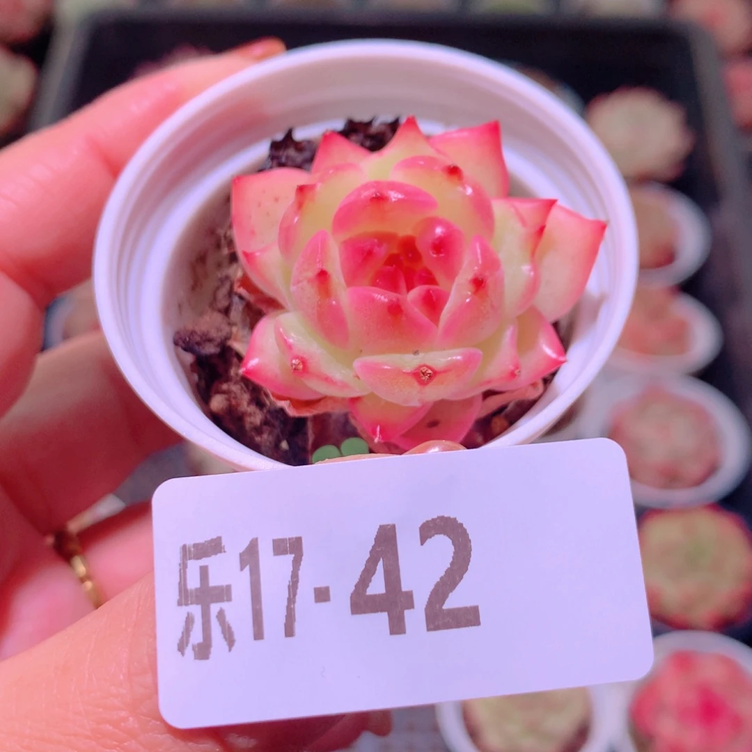 乐然17-42 新品单头